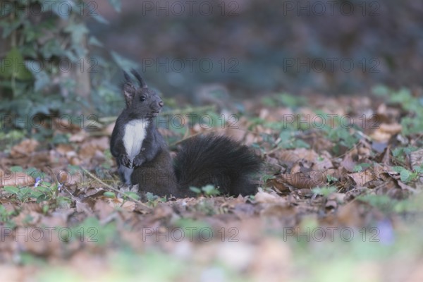 Dark squirrel (Sciurus) on the forest floor