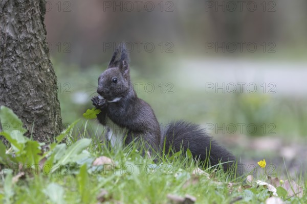 Dark squirrel (Sciurus) eats dandelion leaf