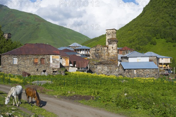 Two horses stand in front of traditional stone buildings in a mountain village, defensive towers, Ushguli, Ushguli, Murqmeli district, Upper Svaneti, Svaneti, Georgia