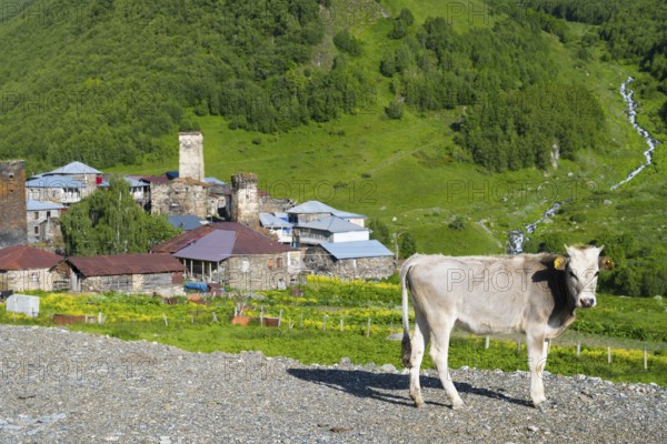A cow stands in front of a mountain village with traditional buildings in a hilly landscape, defensive towers, Ushguli, Murqmeli district, Upper Svaneti, Svaneti, Georgia