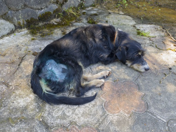 An injured dog lies sad on a paved ground, healing visible, stitched wound is disinfected and heals slowly, mixed breed dachshund, Georgia