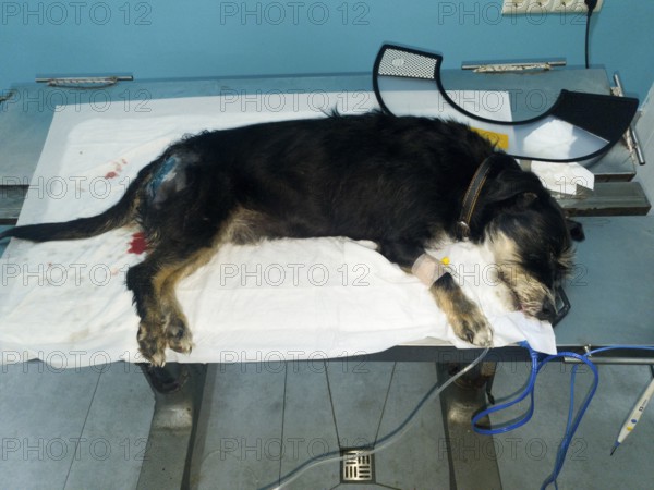 A dog is lying unconscious on a veterinary table, probably under medical treatment, dog bite from a kangal was medicated and sutured under anesthesia, there is an infusion on the paw, mixed breed dachshund, Georgia
