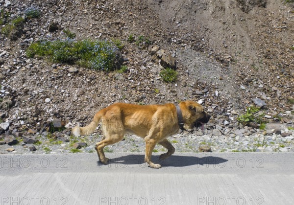Brown dog runs along a road in a mountainous, rocky area, Kangal, Ushguli, Georgia