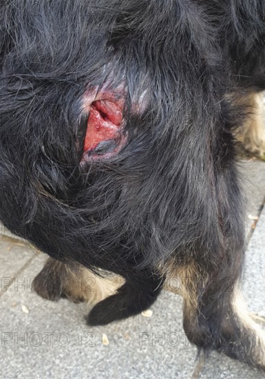 Close-up of a serious wound in a dog's coat, clear signs of injury, dog bite from a kangal, mixed breed dachshund, Georgia