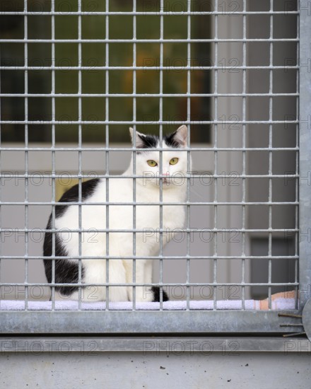 Black and white cat sitting behind a fence at an animal shelter, animal welfare association, animal rescue, district of Constance, Baden-Württemberg, Germany