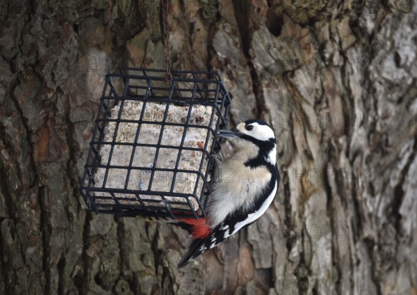 Great spotted woodpecker, (Dendrocopos major) eats fat food, bird feeder in winter, Schleswig-Holstein, Germany