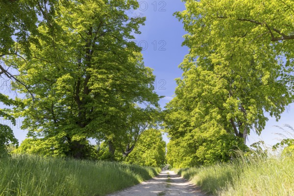Path through the 200-year-old avenue of lime trees, mainly winter lime trees (Tilia cordata) between Lauske and Nostitz, natural monument, Weißenberg, Saxony, Germany