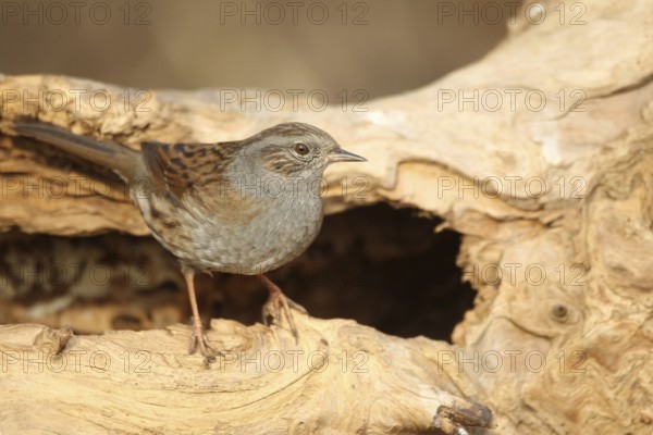 Dunnock (Prunella modularis) at winter feeding in the forest, Allgäu, Bavaria, Germany, Allgäu, Bavaria, Germany