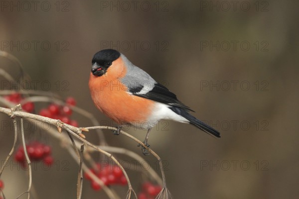 Bullfinch (Pyrrhula pyrrhula) Male eats berries of the common snowball bush (Viburnum opulus) Allgäu, Bavaria, Germany, Allgäu, Bavaria, Germany