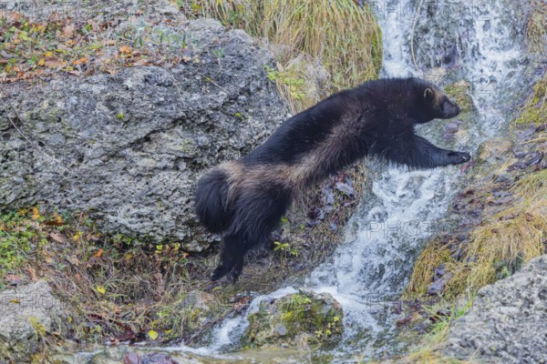 A wolverine (Gulo gulo) jumps over a small stream on a rocky slope covered with green vegetation. Finland