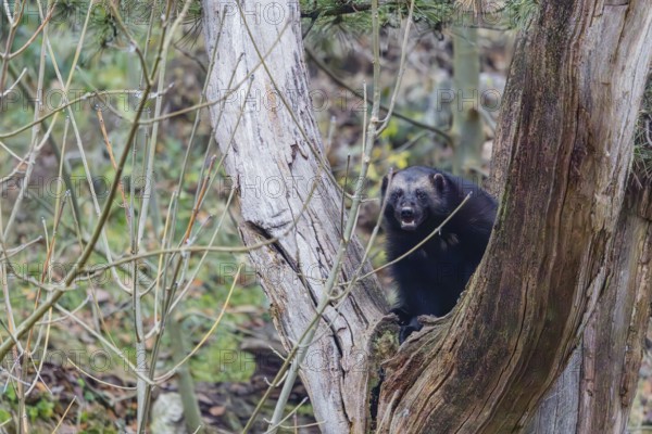 A wolverine (Gulo gulo) sits in a dead tree standing on a rocky slope covered with green vegetation. Finland