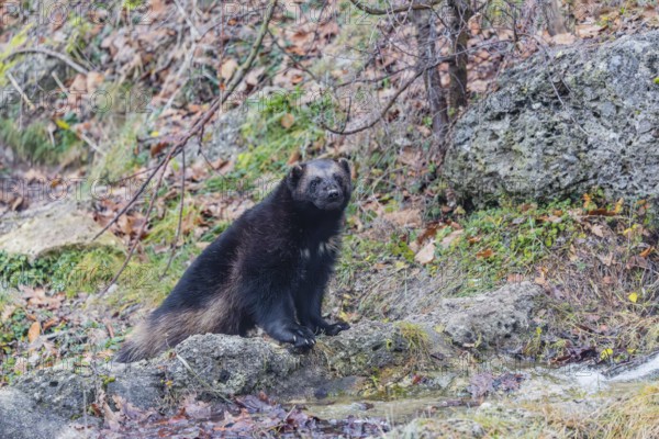 A wolverine (Gulo gulo) sits by a small stream on a rocky slope covered in green vegetation. Finland