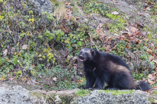A wolverine (Gulo gulo) sits on a rocky slope covered in green vegetation. Finland