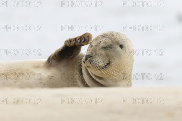 Common or Harbor or Harbour seal (Phoca vitulina) adult animal sleeping on a seaside beach, England, United Kingdom