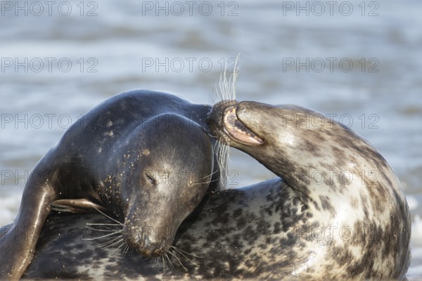 Atlantic grey seal (Halichoerus grypus) two adult animals in love courting in the breaking waves of the sea on a seaside beach, England, United Kingdom