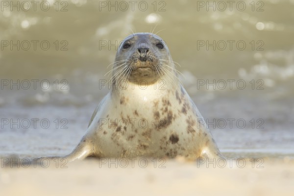 Atlantic grey seal (Halichoerus grypus) adult animal on a seaside beach, England, United Kingdom