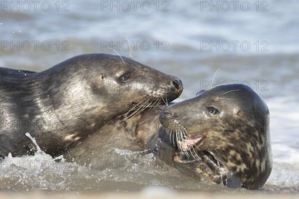 Atlantic grey seal (Halichoerus grypus) two adult animals in love playing in the breaking waves of the sea on a seaside beach, England, United Kingdom