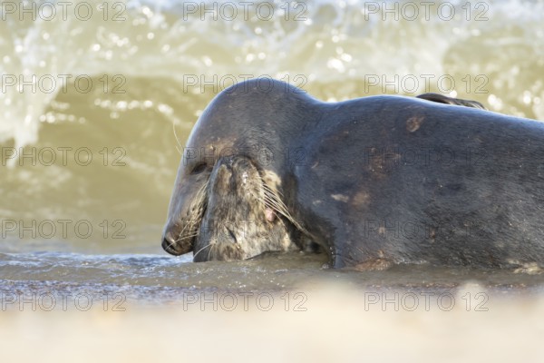 Atlantic grey seal (Halichoerus grypus) two adult animals in love seemingly kissing in the breaking waves of the sea on a seaside beach, England, United Kingdom