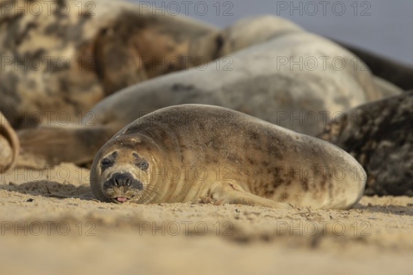 Atlantic grey seal (Halichoerus grypus) adult animal sleeping on a seaside beach, England, United Kingdom