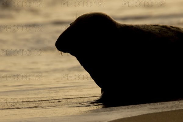 Atlantic grey seal (Halichoerus grypus) silhouette of an adult animal on a seaside beach at sunrise, England, United Kingdom