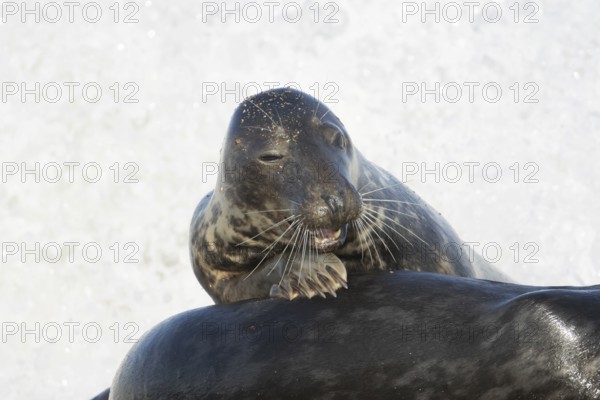 Atlantic grey seal (Halichoerus grypus) adult animal on the back of another seal in the waves of the sea on a seaside beach, England, United Kingdom