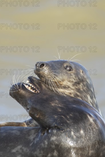 Atlantic grey seal (Halichoerus grypus) two adult animals in love courting in the breaking waves of the sea on a seaside beach, England, United Kingdom