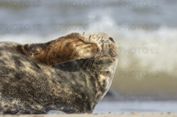 Atlantic grey seal (Halichoerus grypus) adult animal waving on a seaside beach, England, United Kingdom