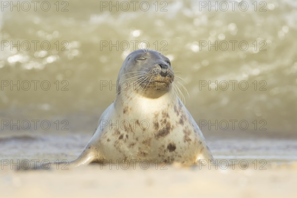 Atlantic grey seal (Halichoerus grypus) adult animal relaxing on a seaside beach, England, United Kingdom