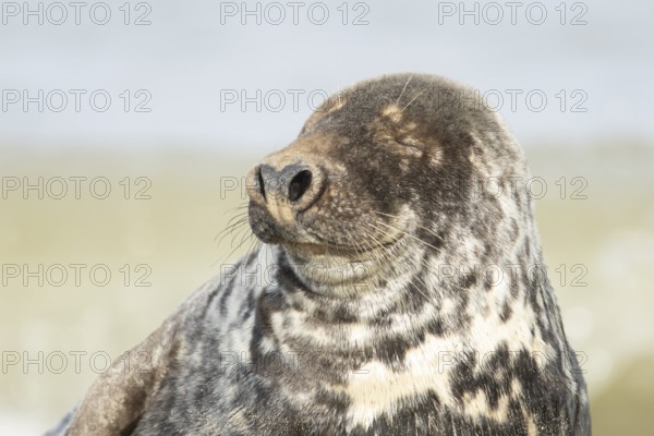 Atlantic grey seal (Halichoerus grypus) adult animal with its eyes closed sleeping on a seaside beach, England, United Kingdom
