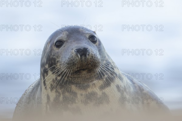 Atlantic grey seal (Halichoerus grypus) adult animal head portrait, England, United Kingdom