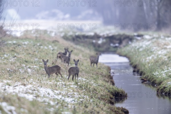Roe deer (Capreolus capreolus), Emsland, Lower Saxony, Germany
