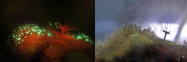 Fluorescent jellyfish polyps (green) and a sea anemone (Actiniaria), the glass rose (Aiptasia) (red), biofluorescence, fluorescence, colourful, night, night dive, Atlantic Right picture: The same animals in daylight