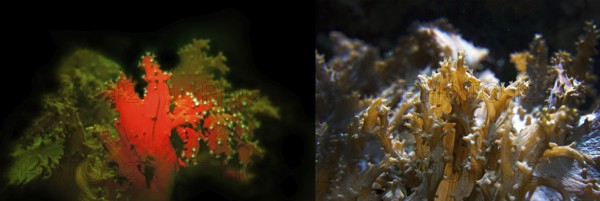 Soft coral (Sinularia brassica), fluorescent (left) and in daylight (right), Octocorallia, biofluorescence, fluorescence, colourful, night, night dive, coral reef, Indo-Pacific