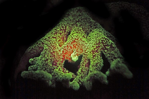 Green and red fluorescent, large polyp stony coral (Montiopra sp), Hexacorallia, Scleractinia, biofluorescence, fluorescence, colourful, night, night dive, coral reef, Indo-Pacific