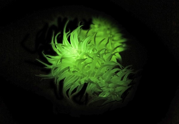 Green fluorescent sea anemone (Actiniaria), biofluorescence, fluorescence, colourful, night, night dive, Atlantic Ocean