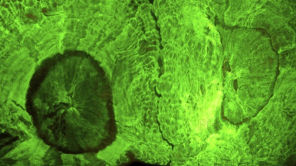 Green fluorescent disc anemone (Trachyphyllia sp, Hexacorallia, Corallimorpharia, biofluorescence, fluorescence, colourful, night, night dive, coral reef, Indo-Pacific