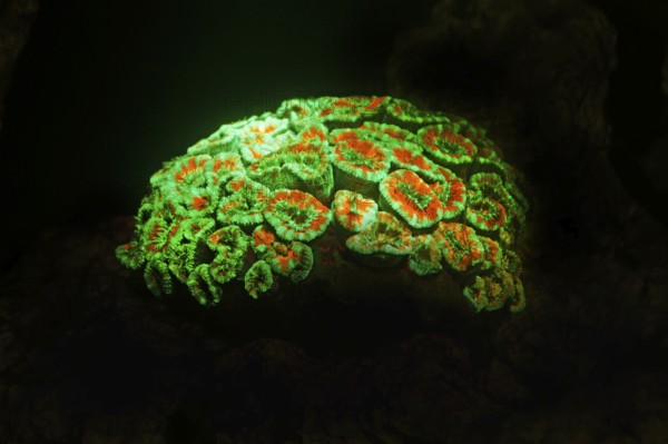 Green and red fluorescent, large polyp stony coral (Micromussa lordhowensis), Hexacorallia, biofluorescence, fluorescence, colourful, night, night dive, coral reef, Indo-Pacific