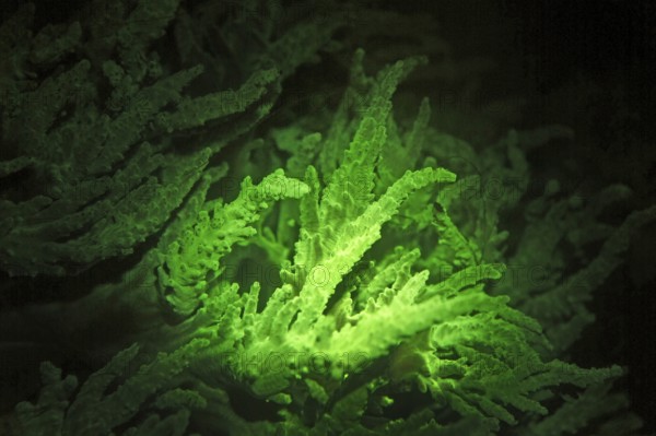 Green fluorescent soft coral (Lobophytum sp.), Octocorallia, biofluorescence, fluorescence, colourful, night, night dive, coral reef, Indo-Pacific