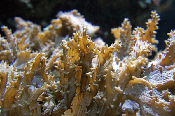 Soft coral (Sinularia brassica), Octocorallia, colour in daylight, coral reef, Indo-Pacific, octocorals
