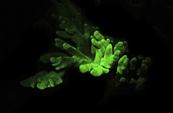 Soft coral (Lobophytum sp.), green fluorescent), Octocorallia, biofluorescence, fluorescence, colourful, night, night dive, coral reef, Indo-Pacific