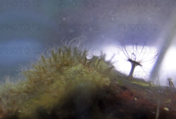 Jellyfish polyps (left) and a sea anemone (Actiniaria), the glass rose (Aiptasia) (right), in daylight, coral reef, Indo-Pacific