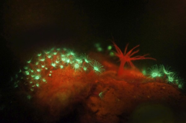 Jellyfish polyps (green) and a sea anemone (Actiniaria), the glass rose (Aiptasia) (red) (right), biofluorescence, fluorescence, colourful, night, night dive, coral reef, Indo-Pacific