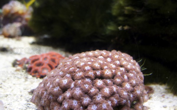 Soft coral (Sinularia brassica) in daylight), Octocorallia, biofluorescence, fluorescence, colourful, night, night dive, coral reef, Indo-Pacific