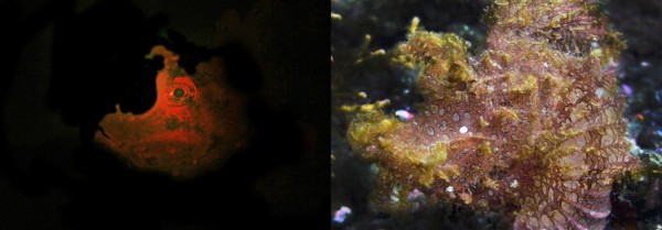 Tentacle scorpionfish (Rhinopias frondosa), fluorescent (left) and in daylight (right), biofluorescence, fluorescence, colourful, night, night dive, coral reef, Indo-Pacific