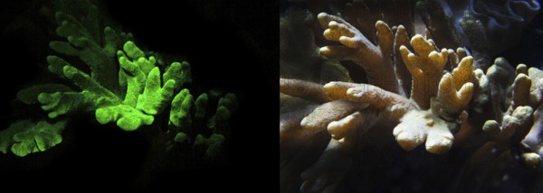 Soft coral (Lobophytum sp.), fluorescent (left) and in daylight (right), Octocorallia, biofluorescence, fluorescence, colourful, night, night dive, coral reef, Indo-Pacific