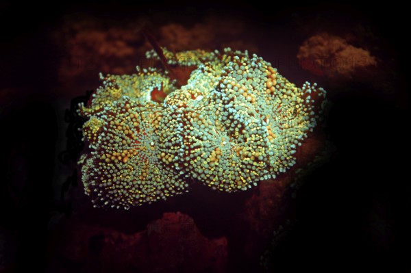 Fluorescent disc anemone (Ricordea sp, Hexacorallia, Scleractinia, biofluorescence, fluorescence, colourful, night, night dive, coral reef, Indo-Pacific