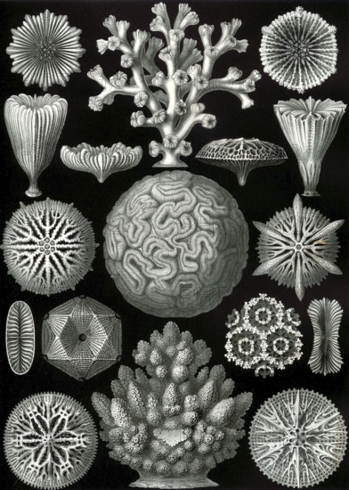 Stony corals (Scleractinia), Hexacorallia, drawings by Ernst Häckel from 'Kunstformen der Natur', plate 57, historical, biology, art, history of science