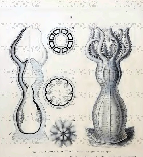 Soft coral (Monoxenia darwinii), Hexacorallia, Six-rayed flowering animals, drawings Ernst Häckel, biology, art, history of science, ca. 1874 Ernst Häckel discovered the species in the Red Sea and named it after his friend Charles Darwin in his honour. Ernst Häckel used this coral to develop his Gastraea theory