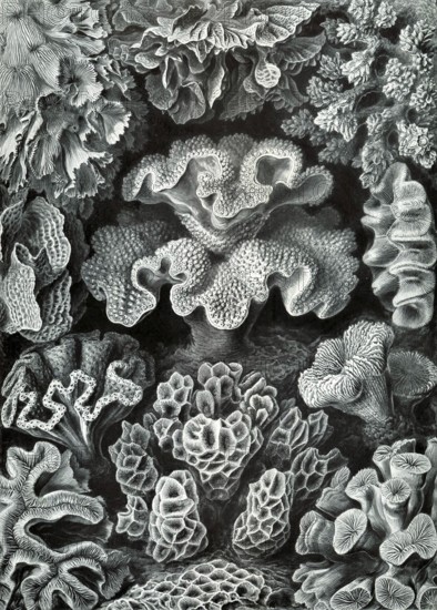 Soft corals, hexacorallia, six-pointed flower animals, drawings from 'art forms of nature', Ernst Haeckel, 1904, historical, biology, art, history of science