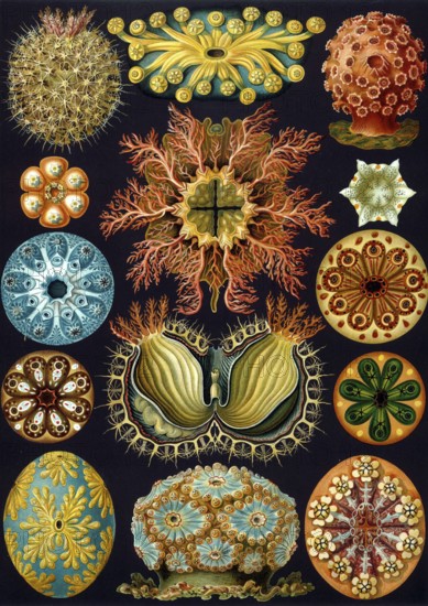 Slice anemones, Octocorallia, drawings by Ernst Haeckel from 'Art Forms of Nature', plate 49, historical, biology, art, history of science